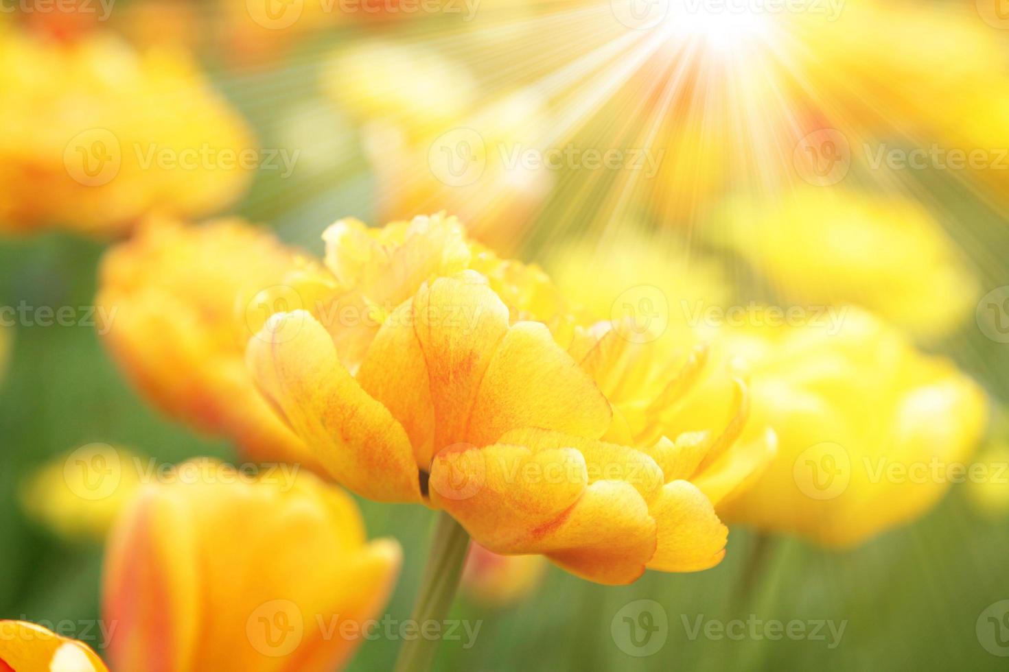 belles tulipes. fond de nature printanière pour la conception de bannières et de cartes web. photo