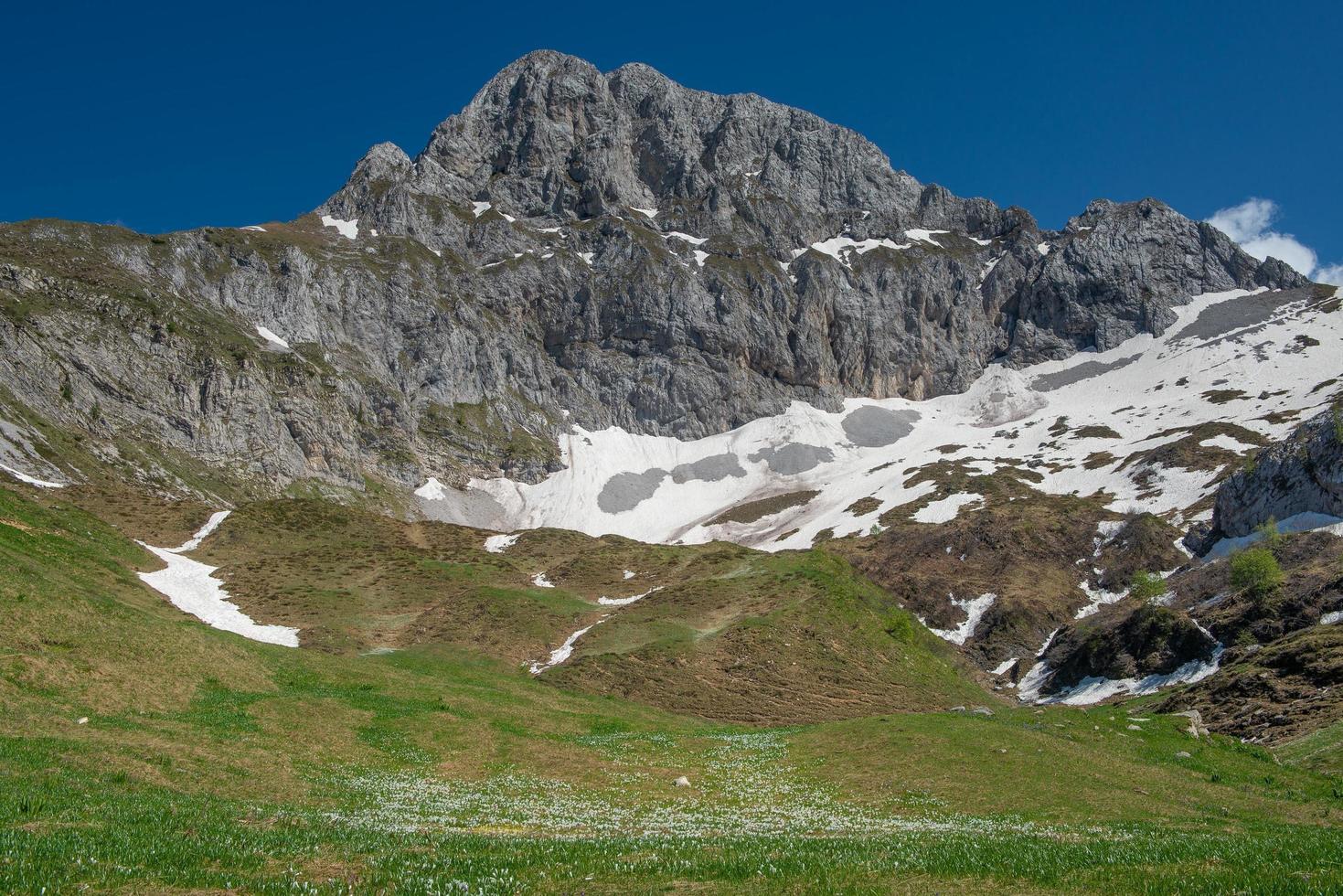 fleuri dans les montagnes photo