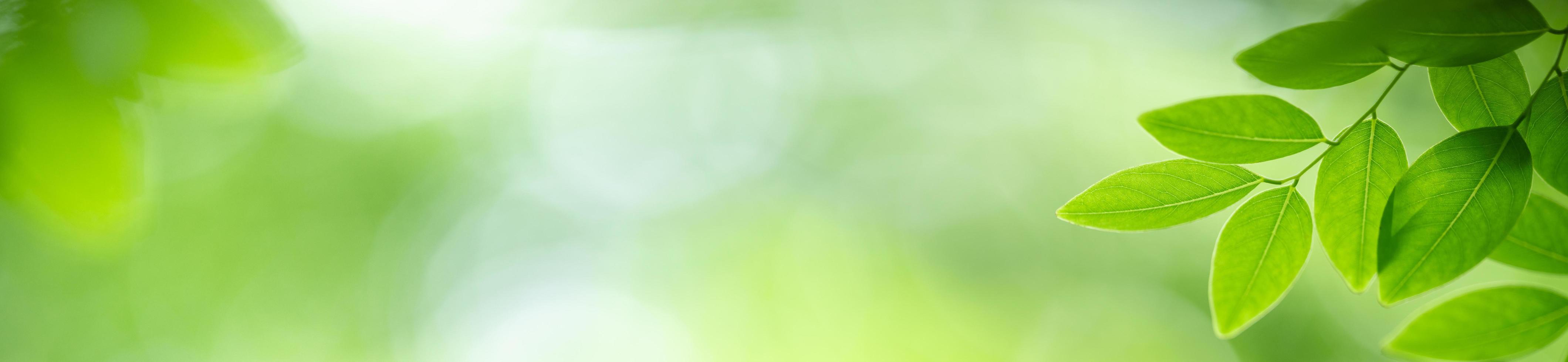 nature de la feuille verte dans le jardin en été. feuilles vertes naturelles plantes utilisant comme fond de printemps page de couverture verdure environnement écologie fond d'écran photo