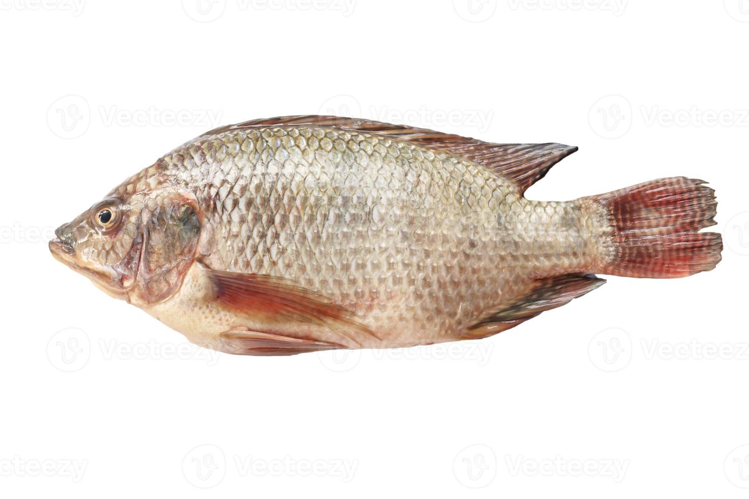 tilapia, poisson d'eau douce sur fond blanc. photo