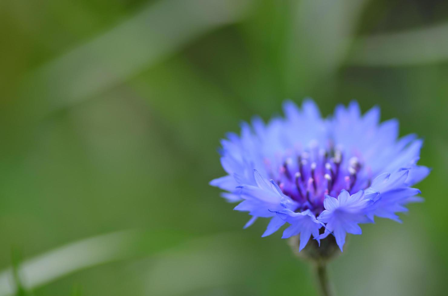 bleuet et fond vert photo