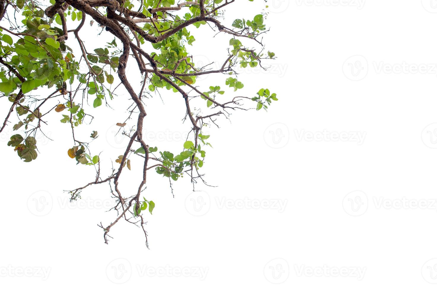 bel arbre sur un concept naturel de fond blanc photo