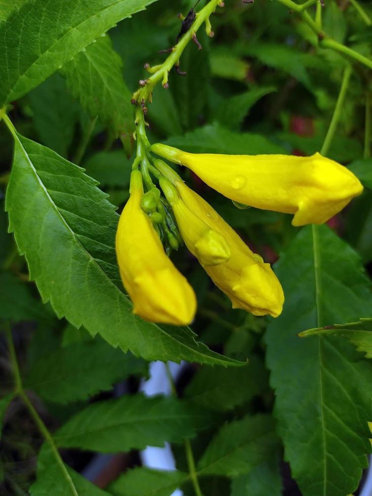 gros plan de fleurs jaunes proches de la floraison dans le jardin. se concentrer sur les bourgeons de clochettes jaunes au milieu d'un feuillage vert dense. les bourgeons de cloches jaunes sont sur le point de fleurir bientôt. photo