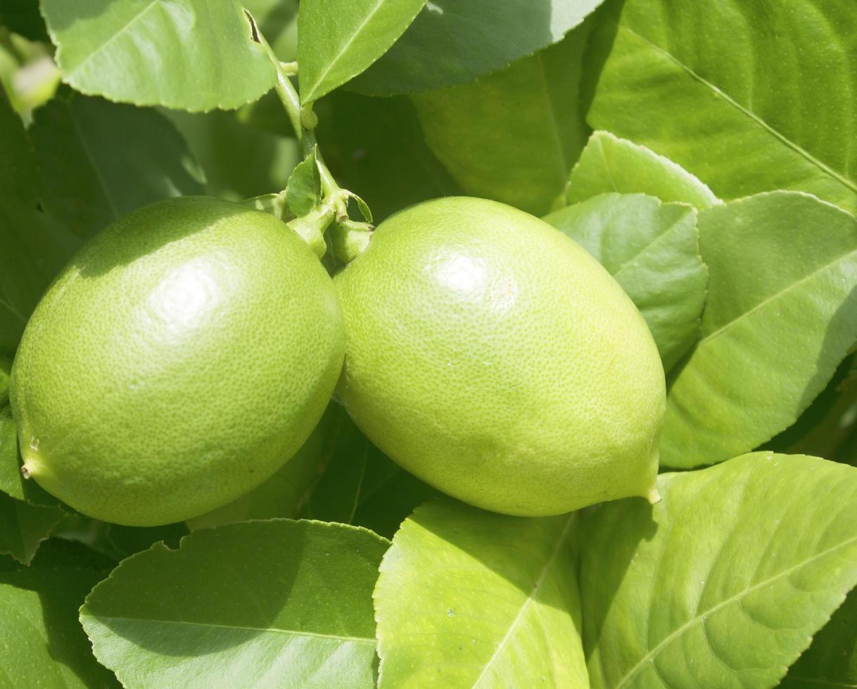 citrons suspendus à un arbre photo