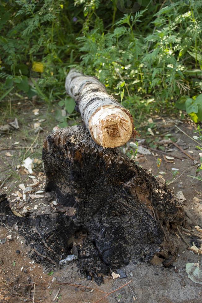 abattre un tronc d'arbre photo