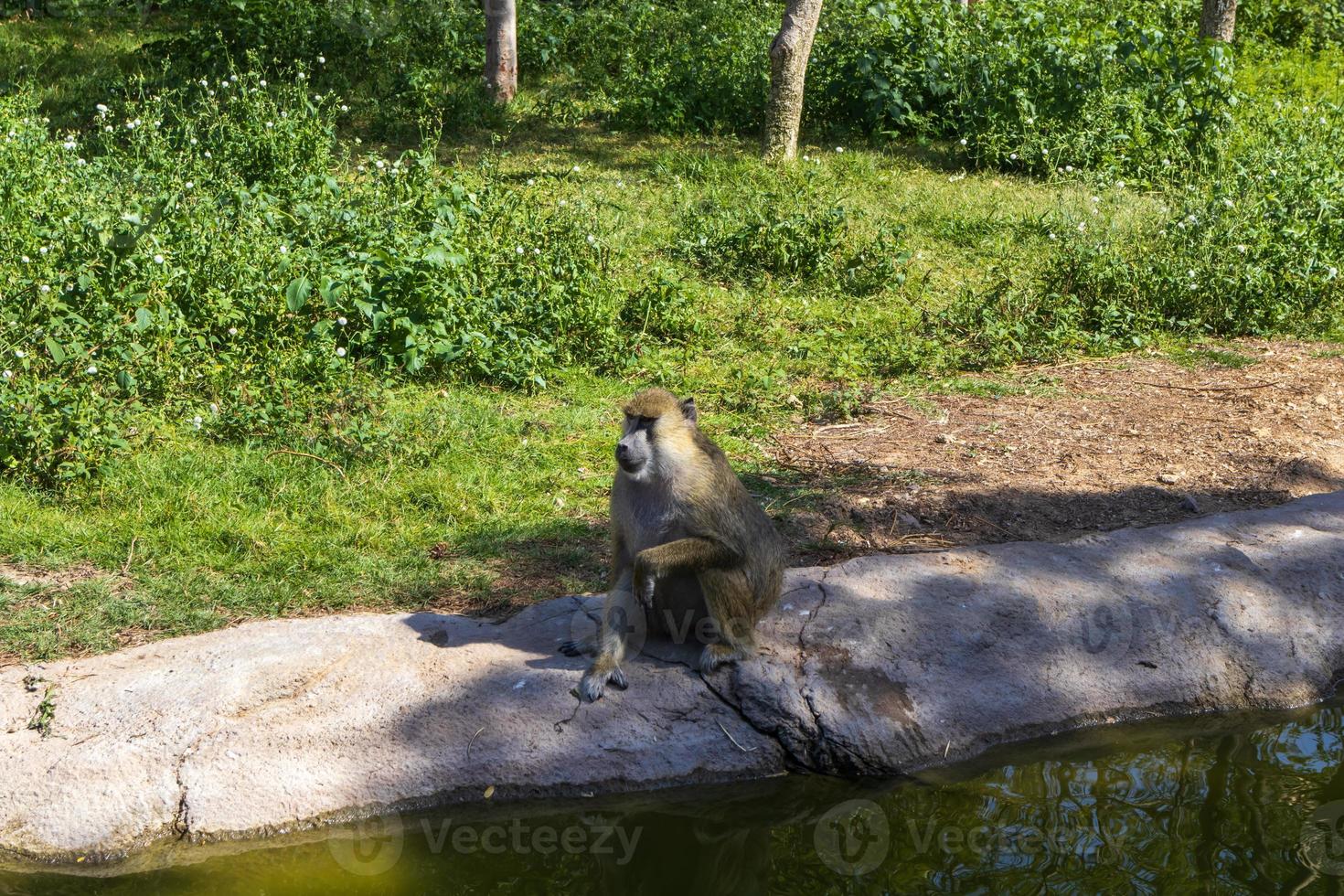 babouin assis par terre photo