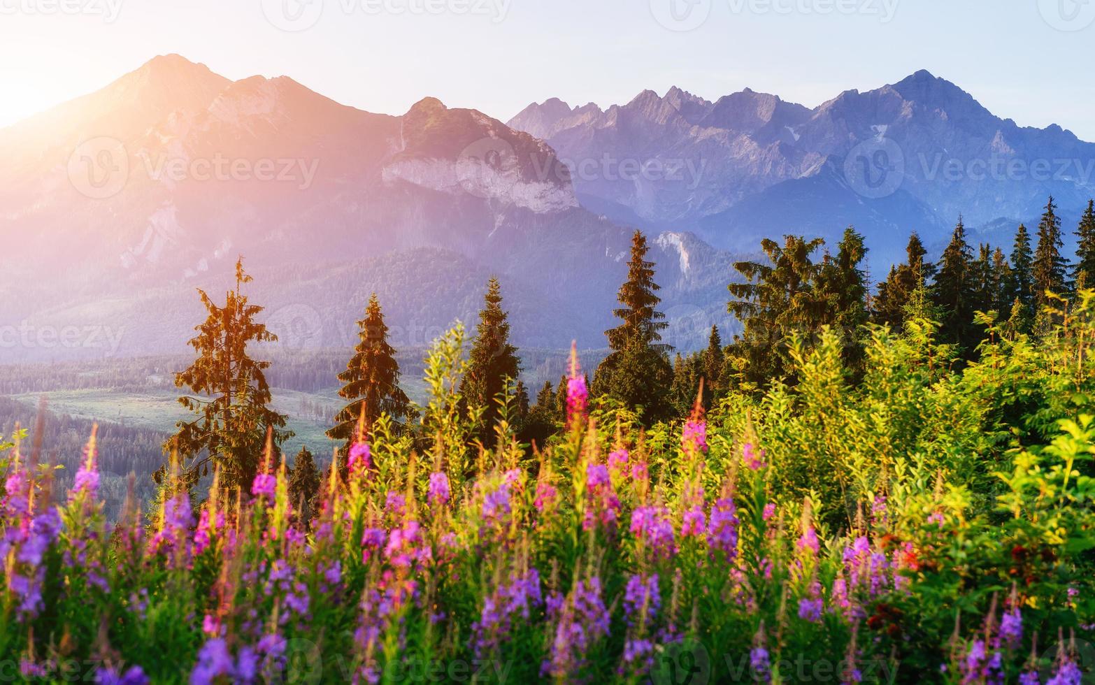 fleurs sauvages au coucher du soleil. scène hivernale dramatique. carpates. Ukraine. L'Europe  photo