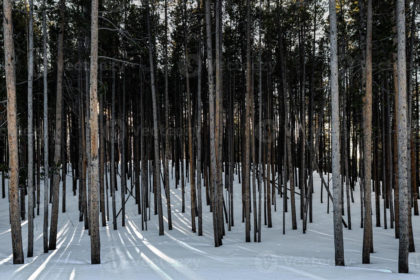 paysage d'hiver dans le parc national de yellowstone. photo
