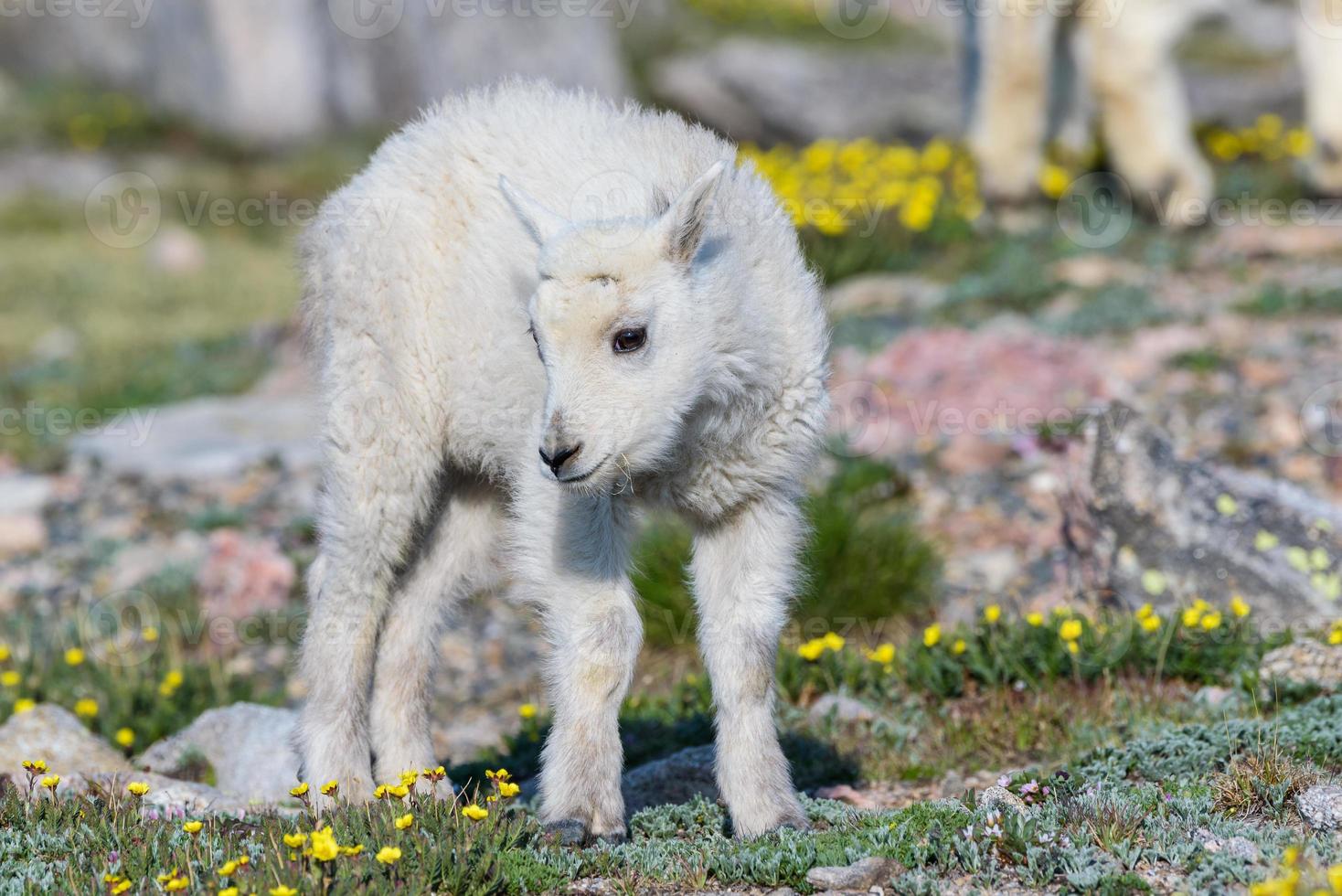 chèvres de montagne sauvages des montagnes rocheuses du colorado photo