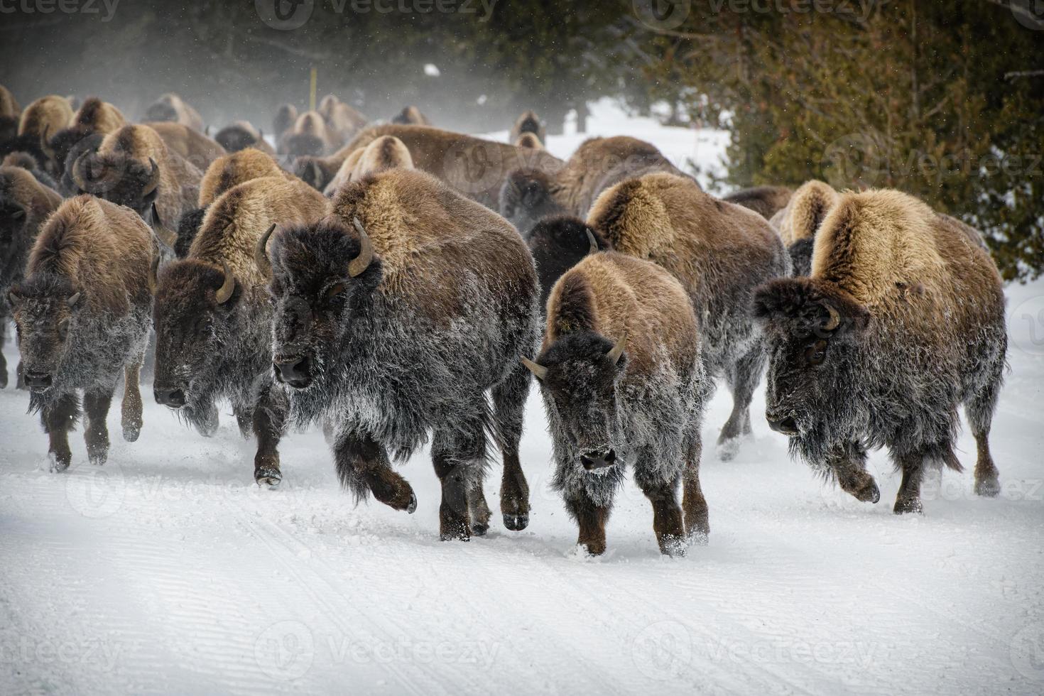 troupeau de bisons d'amérique, parc national de yellowstone. scène d'hiver. photo