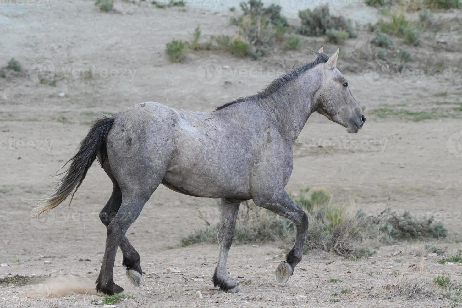chevaux mustang sauvages dans le colorado photo