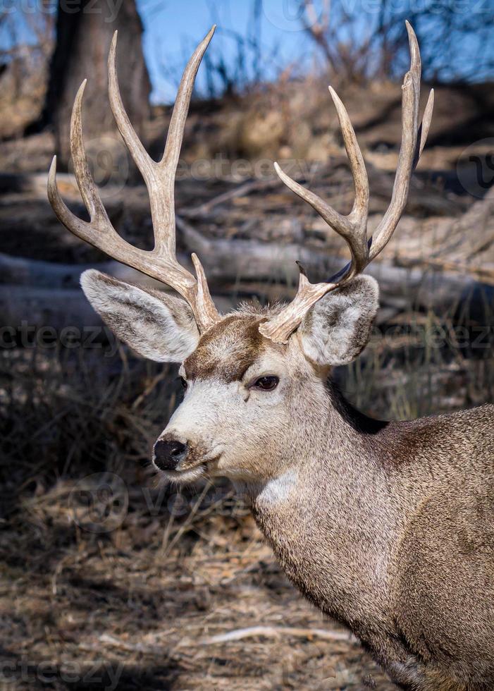 la faune du colorado. cerf sauvage sur les hautes plaines du colorado. portrait de cerf mulet photo