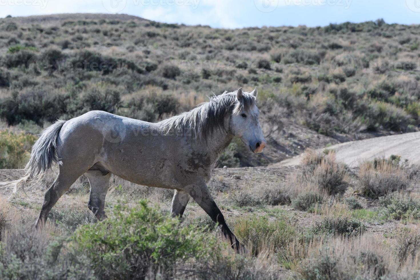chevaux mustang sauvages dans le colorado photo