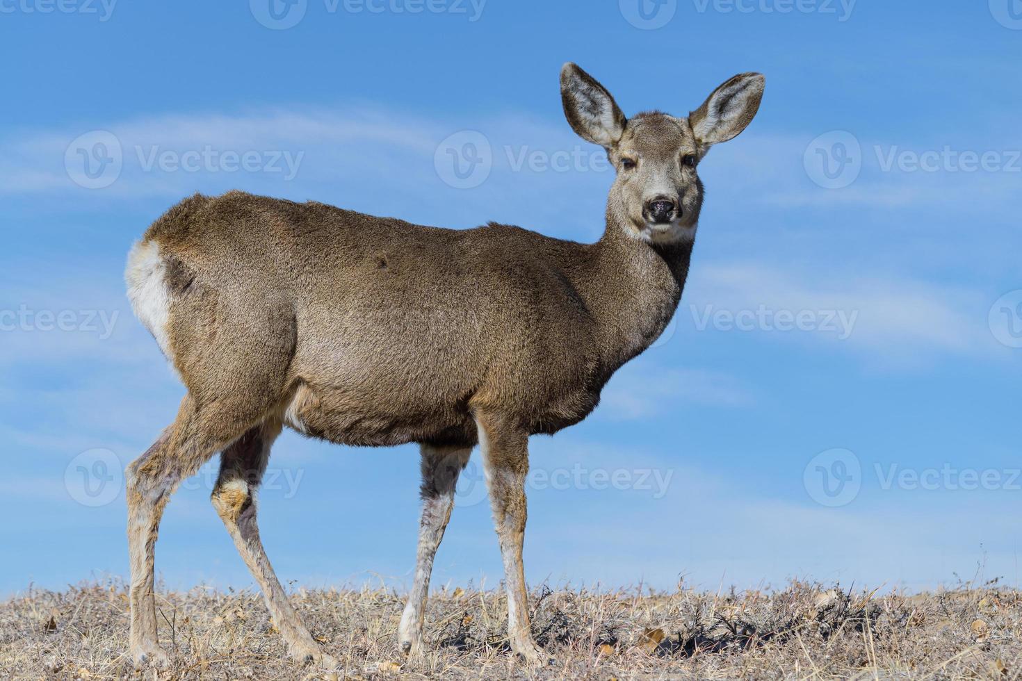 la faune du colorado. cerf sauvage sur les hautes plaines du colorado. biche de cerf mulet sur une colline herbeuse. photo