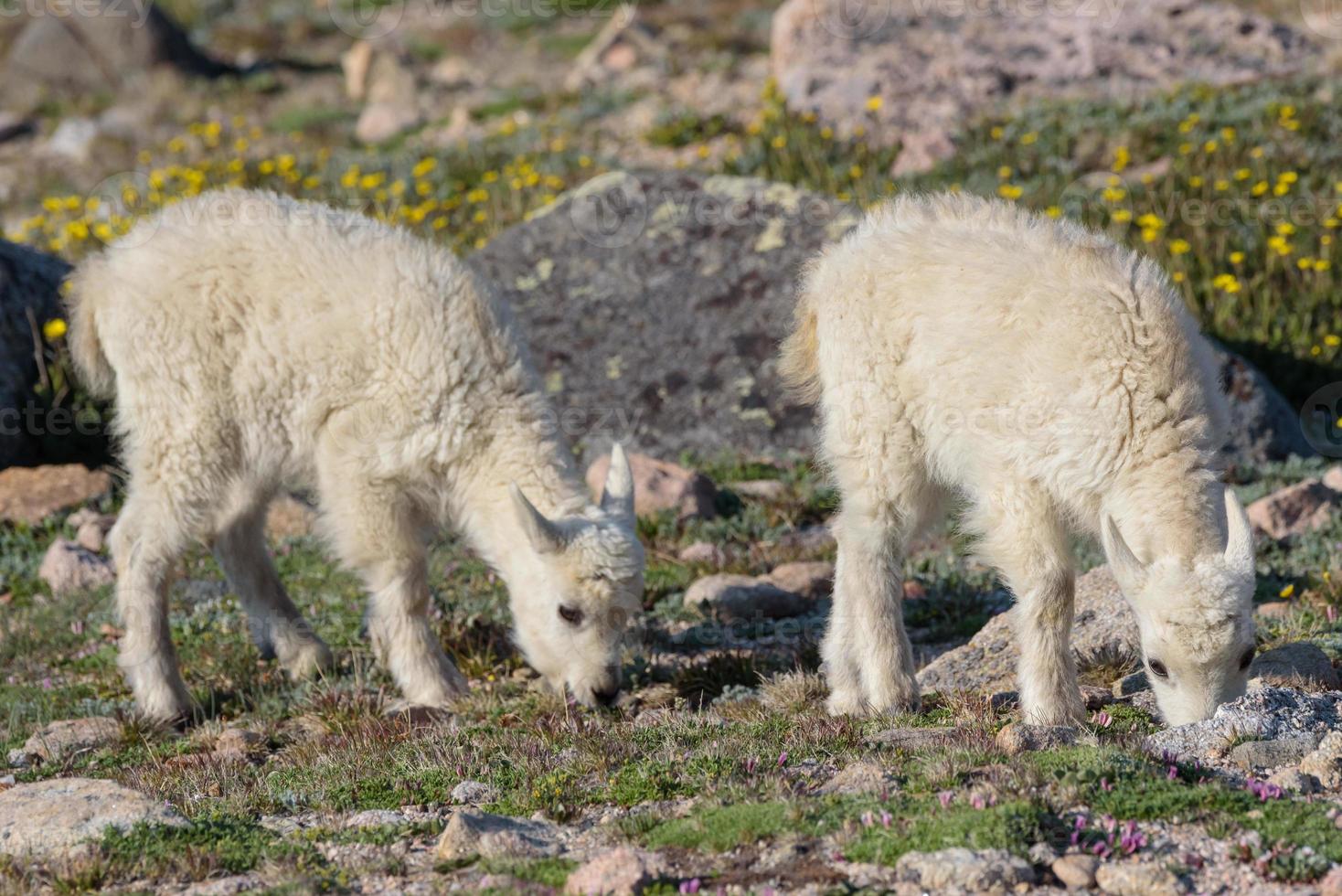 chèvres de montagne sauvages des montagnes rocheuses du colorado photo