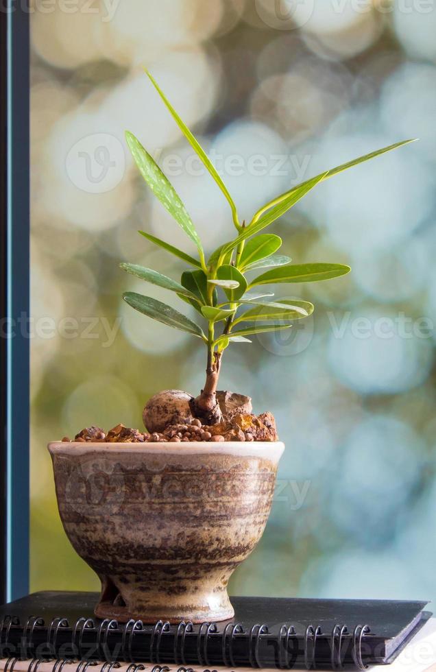Laurier d'Alexandrie poussant dans le petit pot en céramique photo