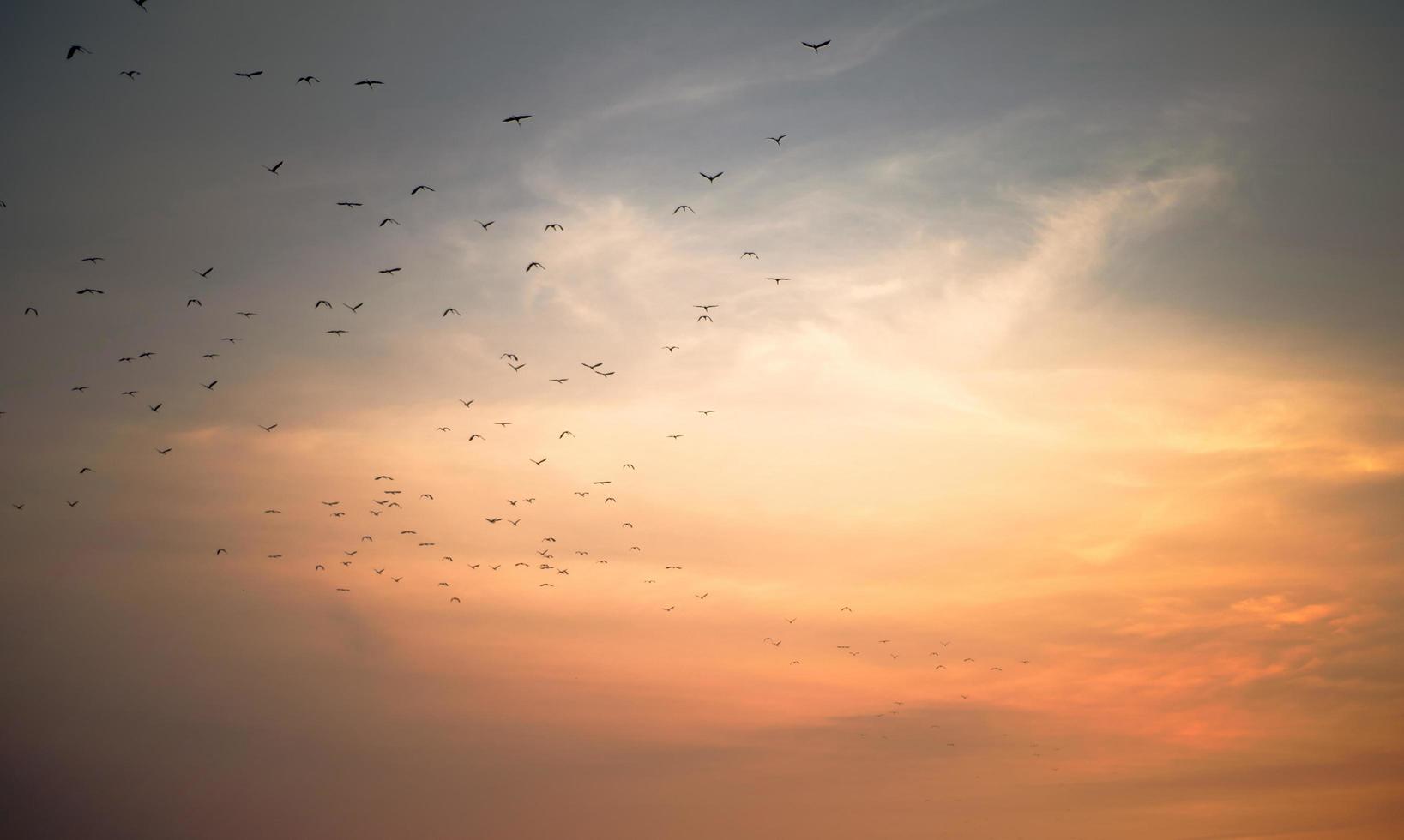 ciel coucher de soleil avec groupe d'oiseaux photo