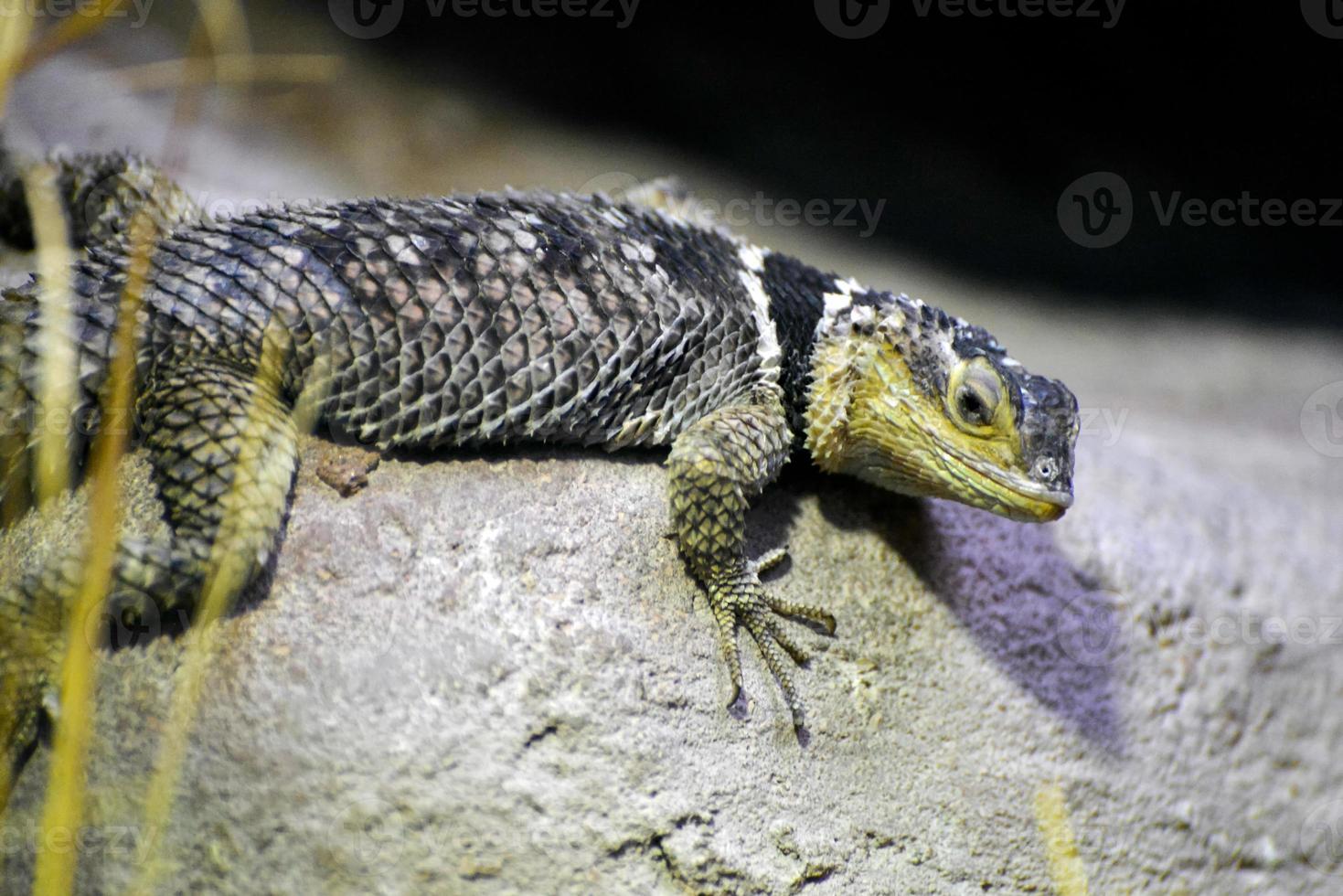 lézard épineux bleu photo