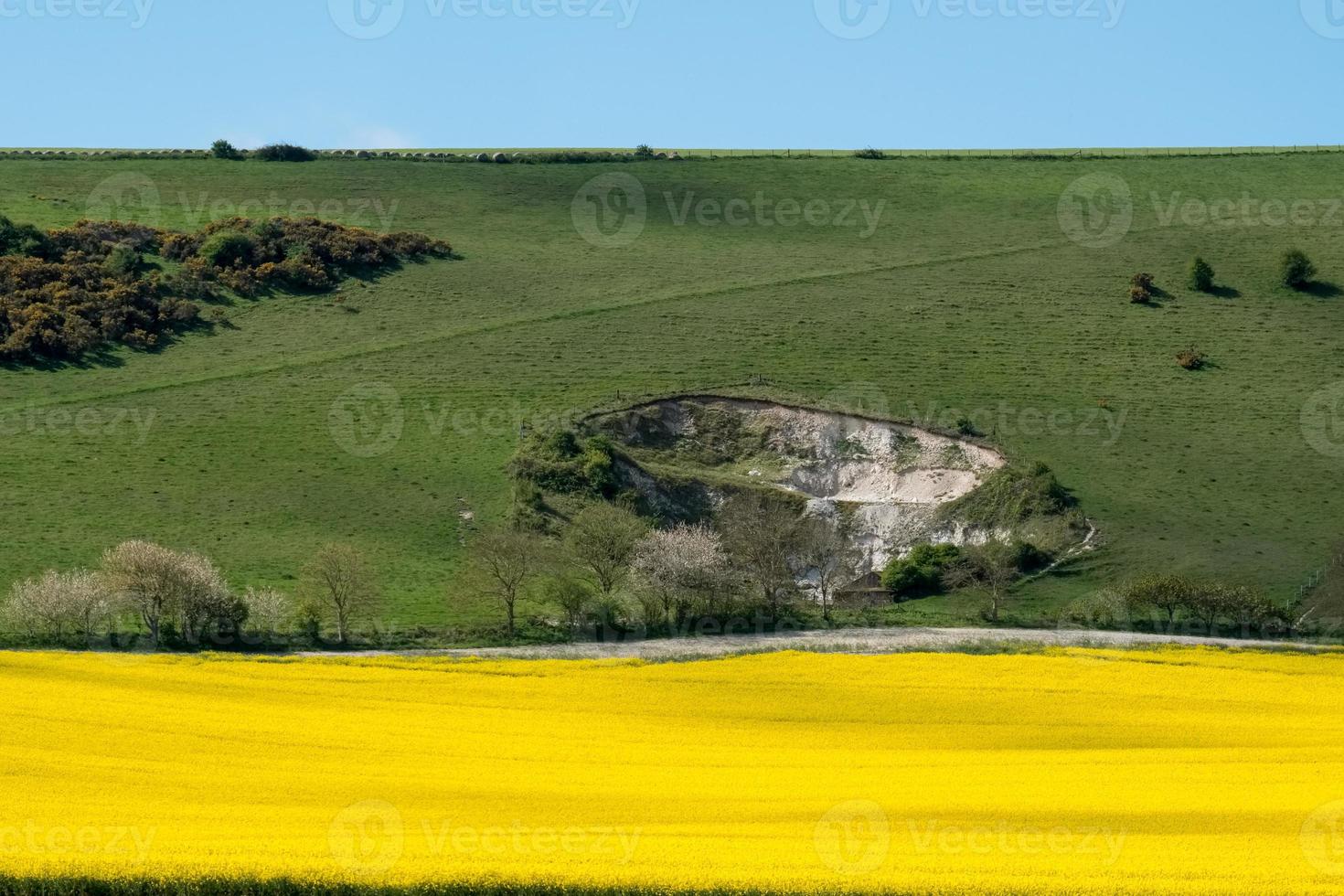 colza dans la campagne vallonnée du sussex photo