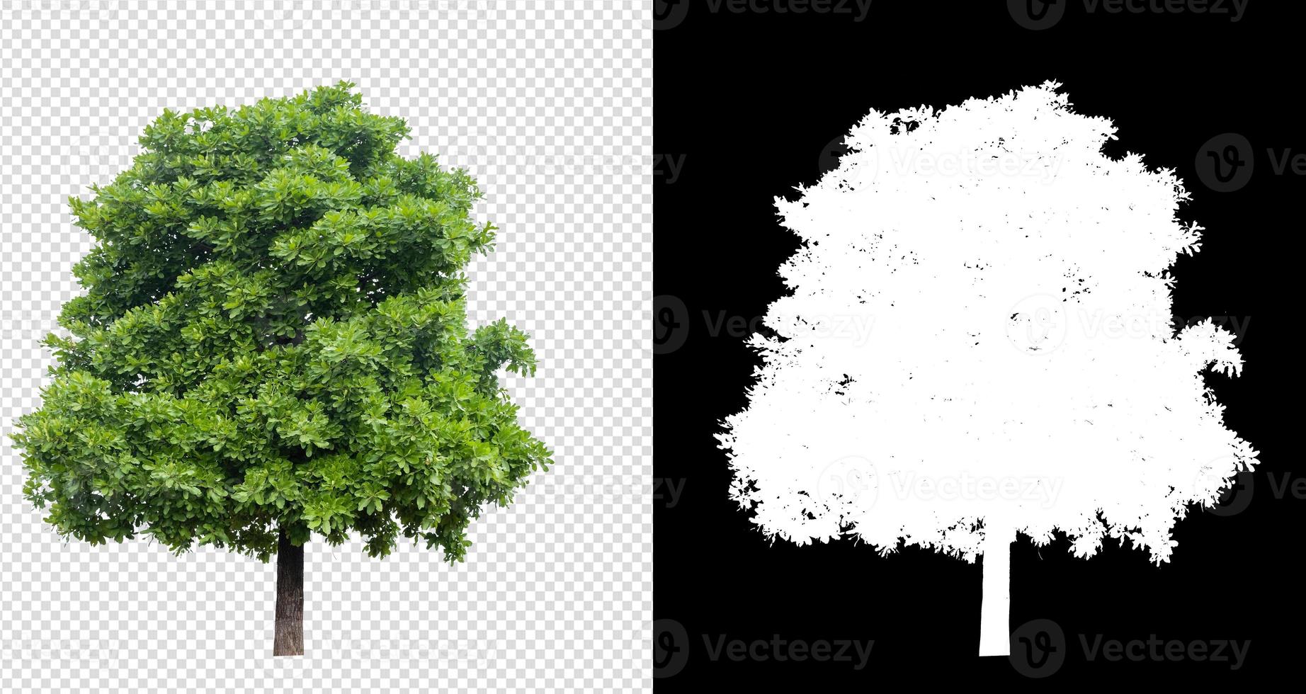 arbre sur une image de fond transparente avec un tracé de détourage photo