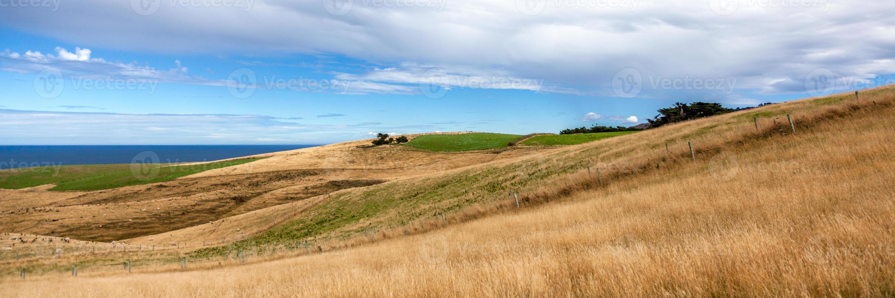 Prairie desséchée sur la péninsule d'Otago dans le sud de la Nouvelle-Zélande photo