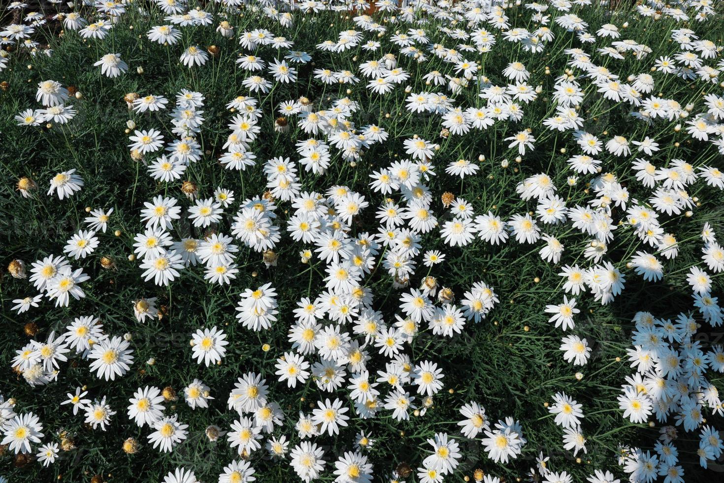 vue de dessus un champ de marguerites fleurs en été printemps pré photo