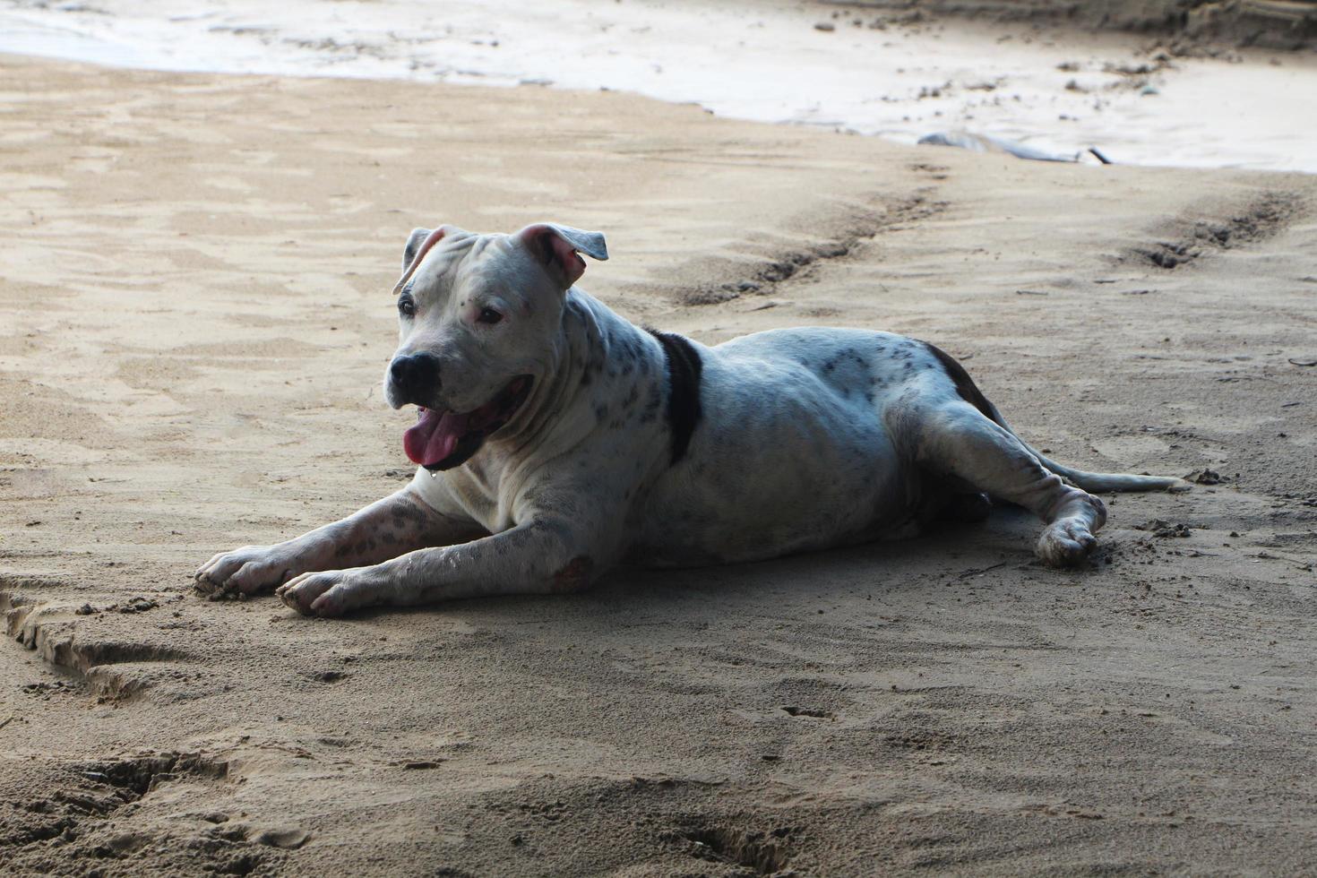 chien pitbull blanc allongé sur la plage. photo