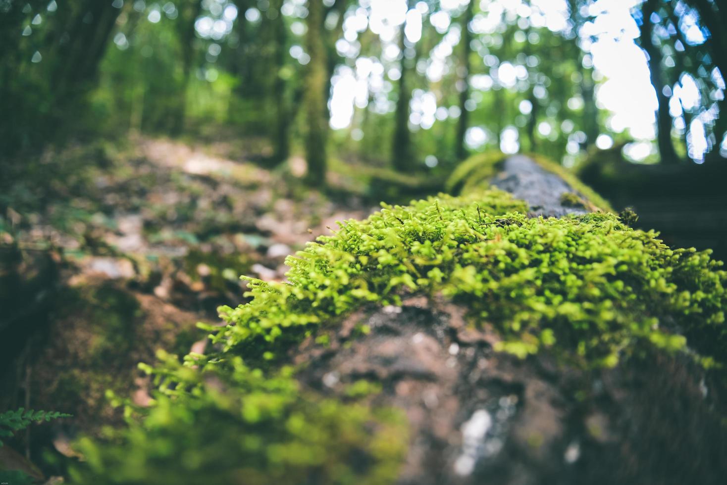 fond naturel vert mousse photo