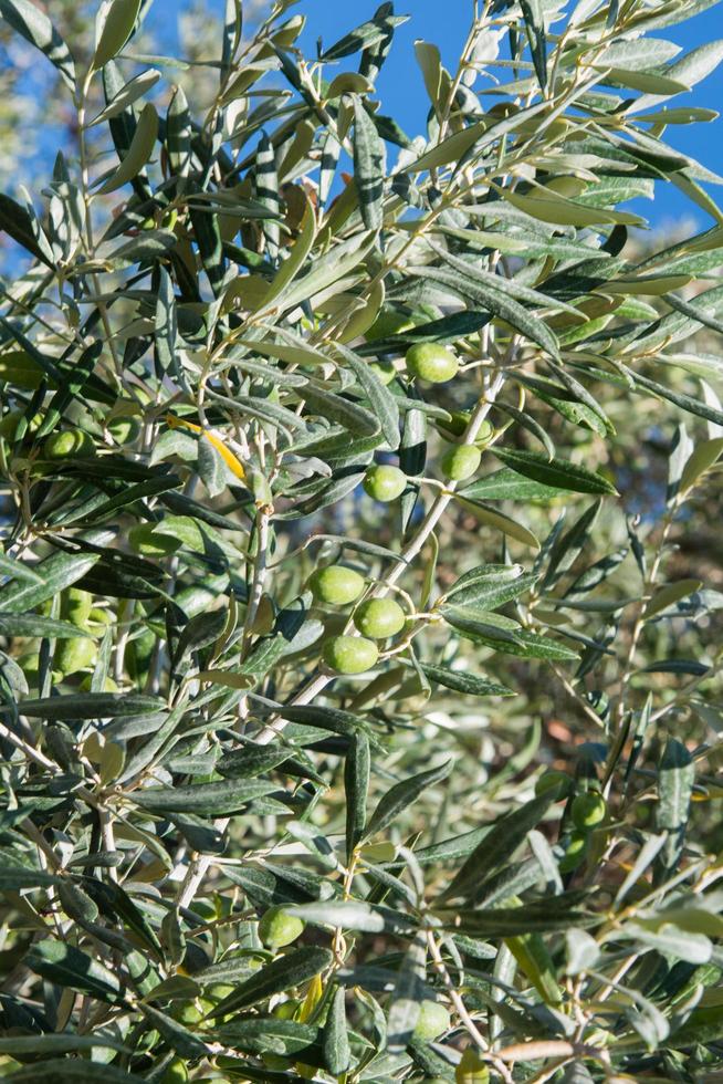 gros plan d'un olivier, olea europaea, avec des olives vertes. algarve, portugal photo