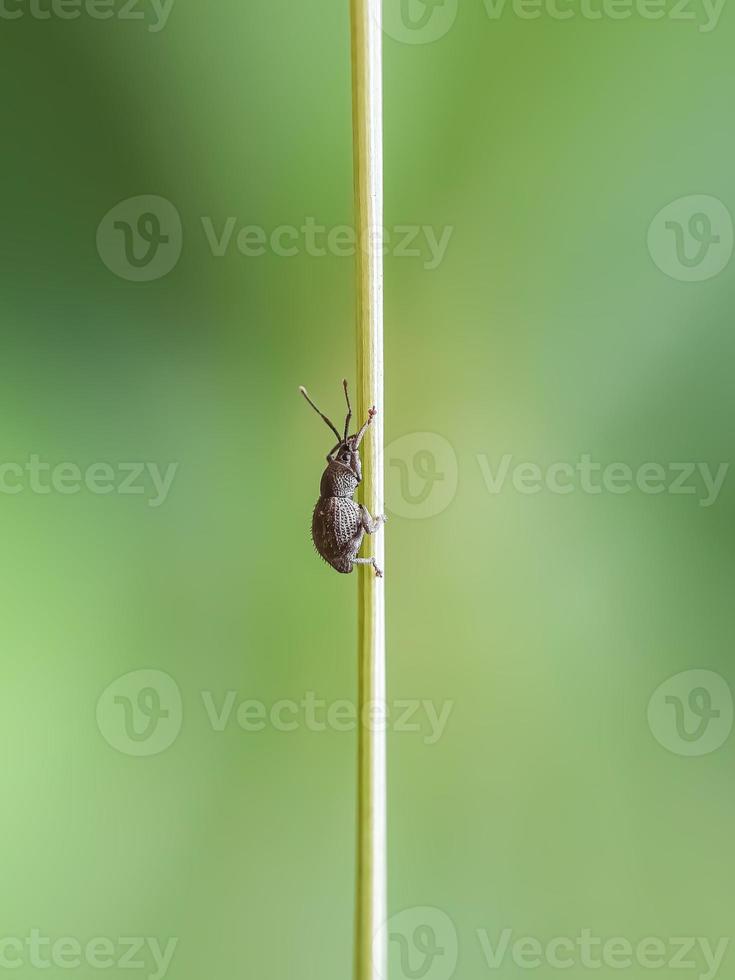 insectes macro, papillons, mites, mouches, moustiques, chenilles, mante sur brindilles, fleurs de feuilles avec un fond naturel photo