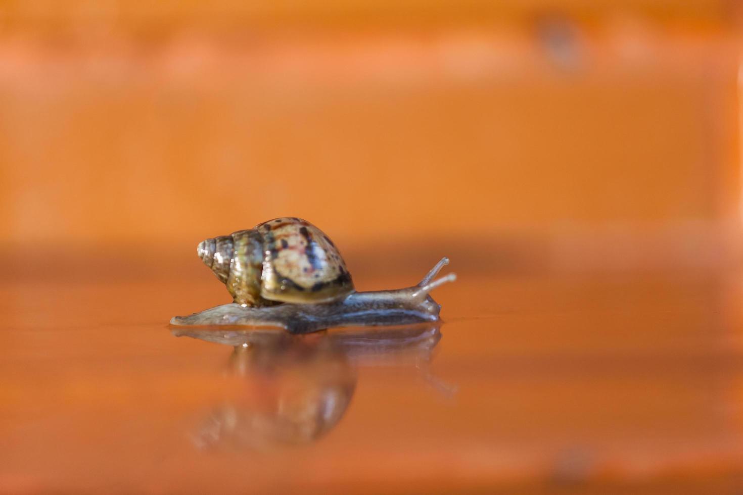 escargot rampant sur le sol photo