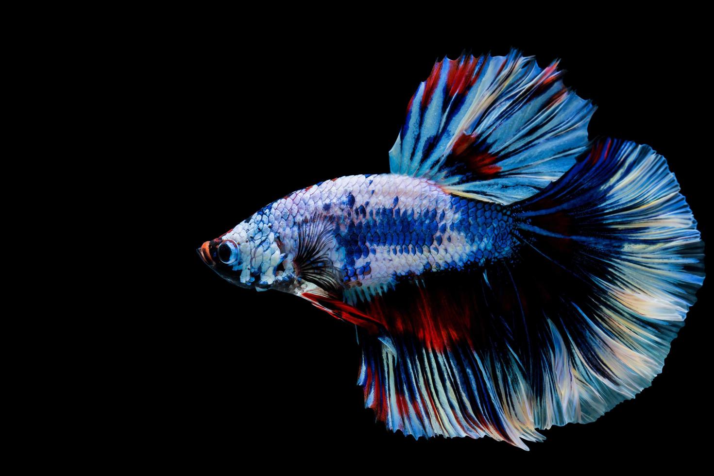 beau poisson betta multicolore avec un tracé de détourage, poisson de combat siamois isolé sur fond noir photo