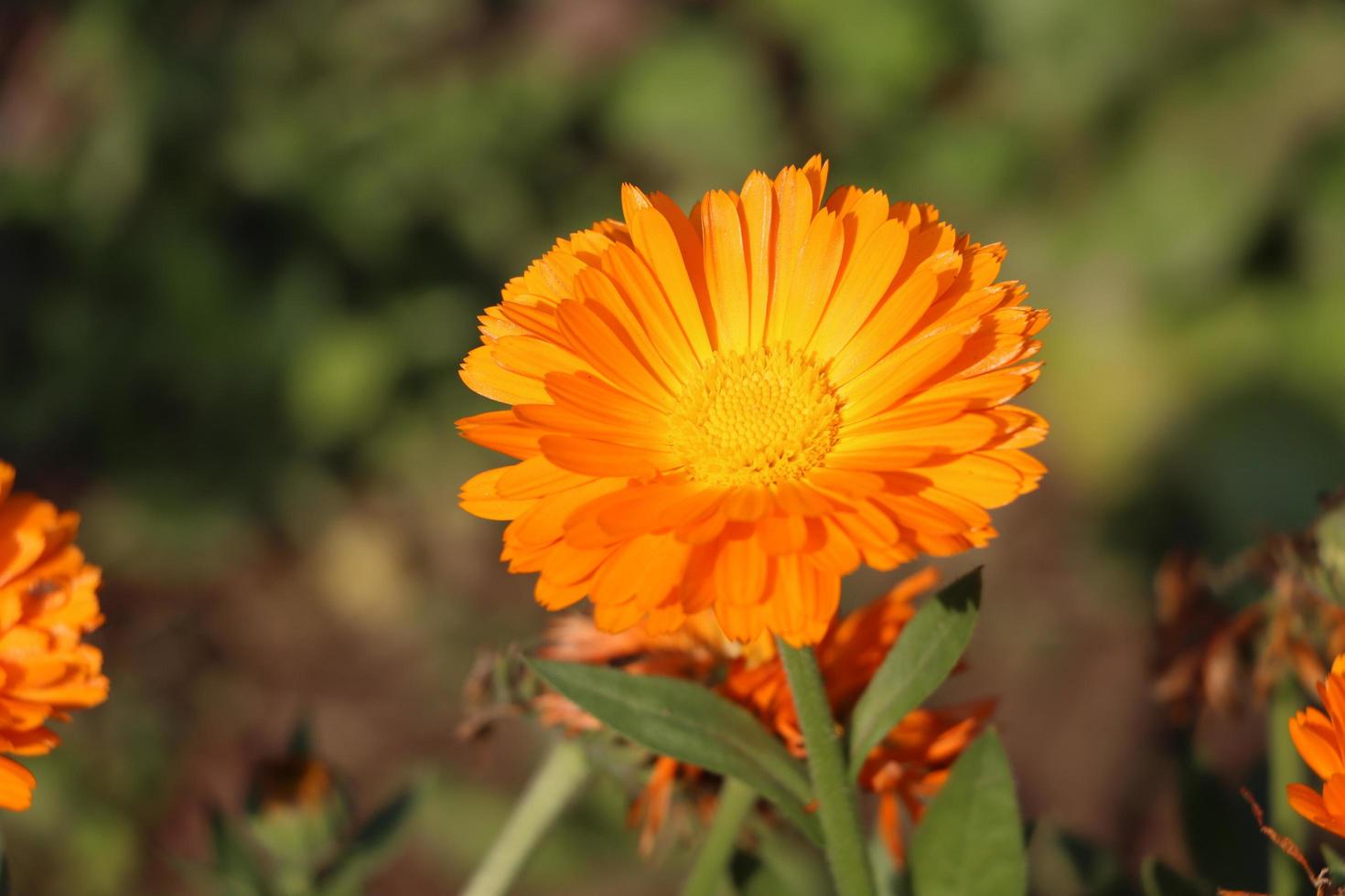 fleurs d'asters alpins dans un beau jardin photo