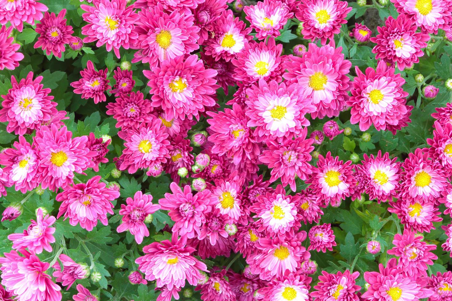 fond de fleurs d'aster photo