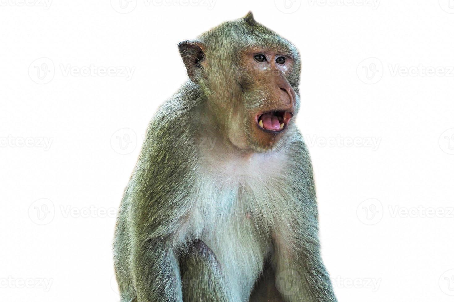 Singe macaque mangeur de crabe isoler sur fond blanc - image photo