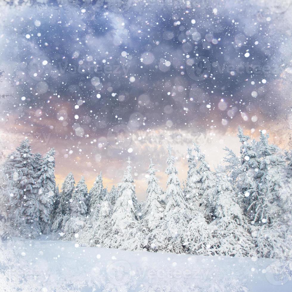 arbre couvert de neige d'hiver magique, fond avec un peu de haut doux photo