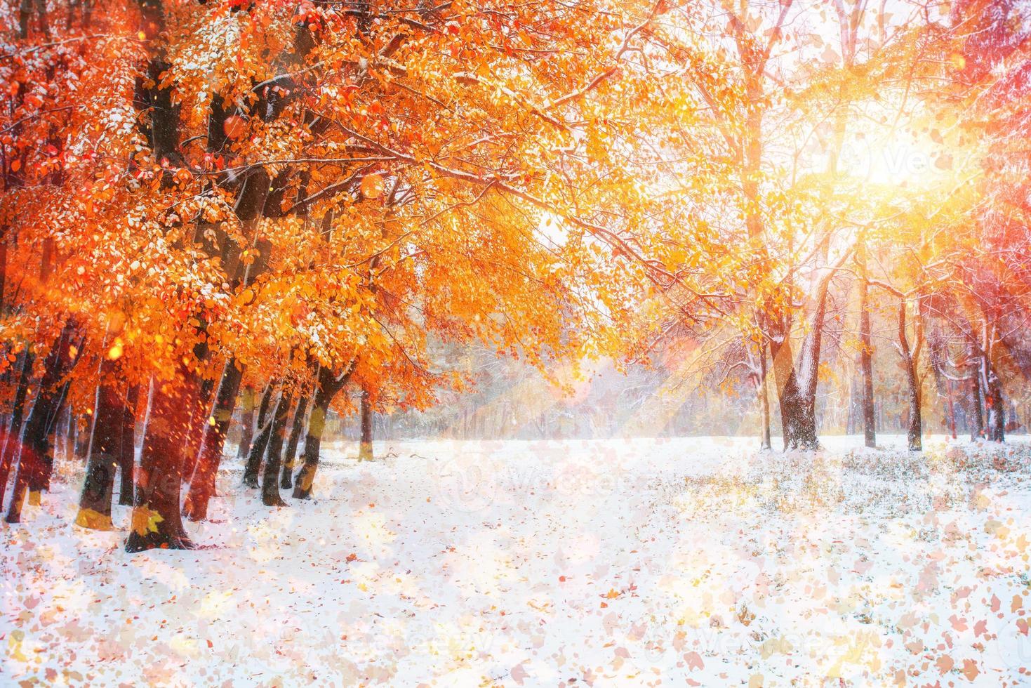 la lumière du soleil traverse les feuilles d'automne des arbres dans l'ea photo