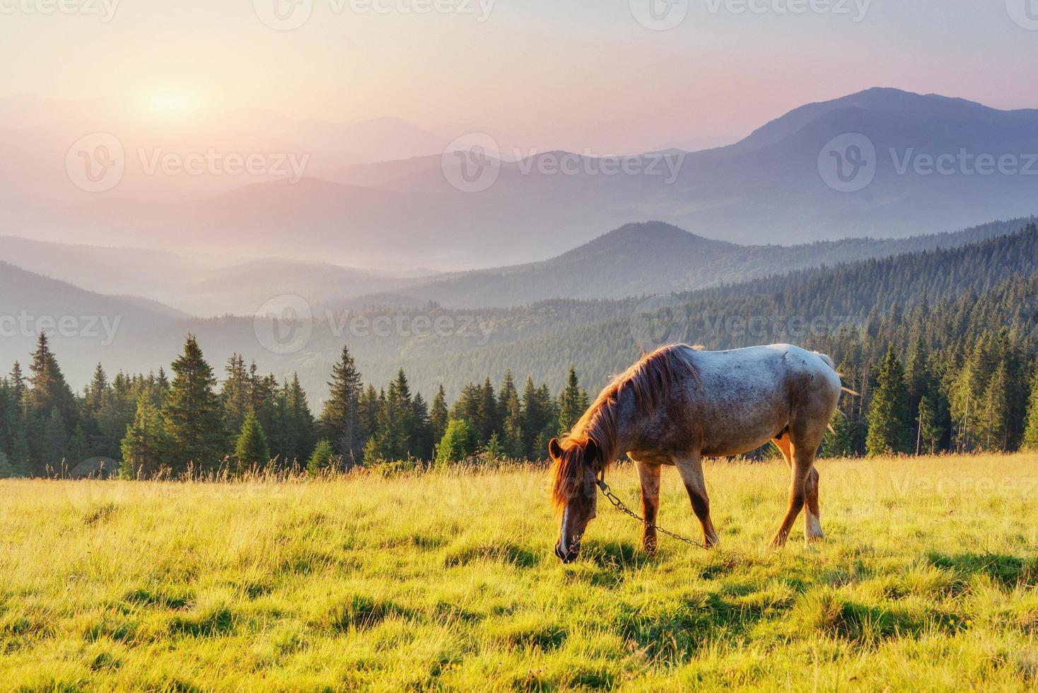 pâturage pour chevaux dans les montagnes. lever de soleil mystérieux qui est par fo photo