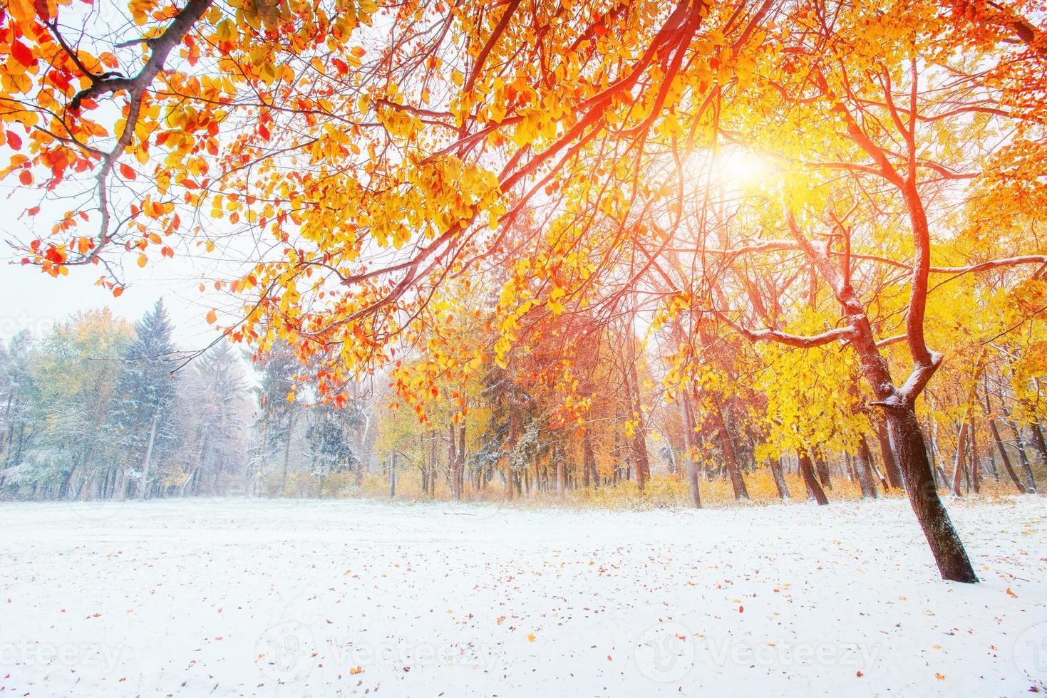 Forêt de hêtres de montagne d'octobre avec première neige d'hiver photo