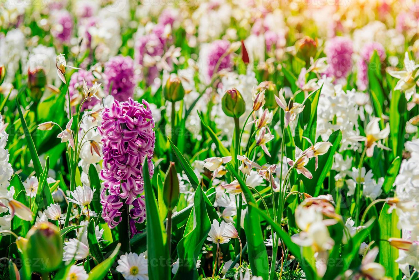 parterres de fleurs dans le parc photo