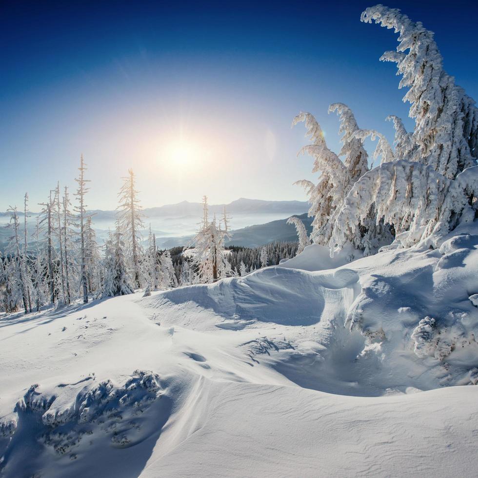 paysage d'hiver fantastique et arbre en givre. en prévision photo