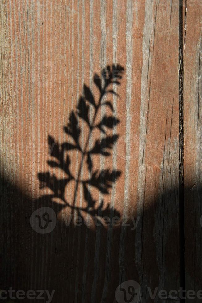 ombre abstraite de feuilles de fougère sur un mur en bois photo