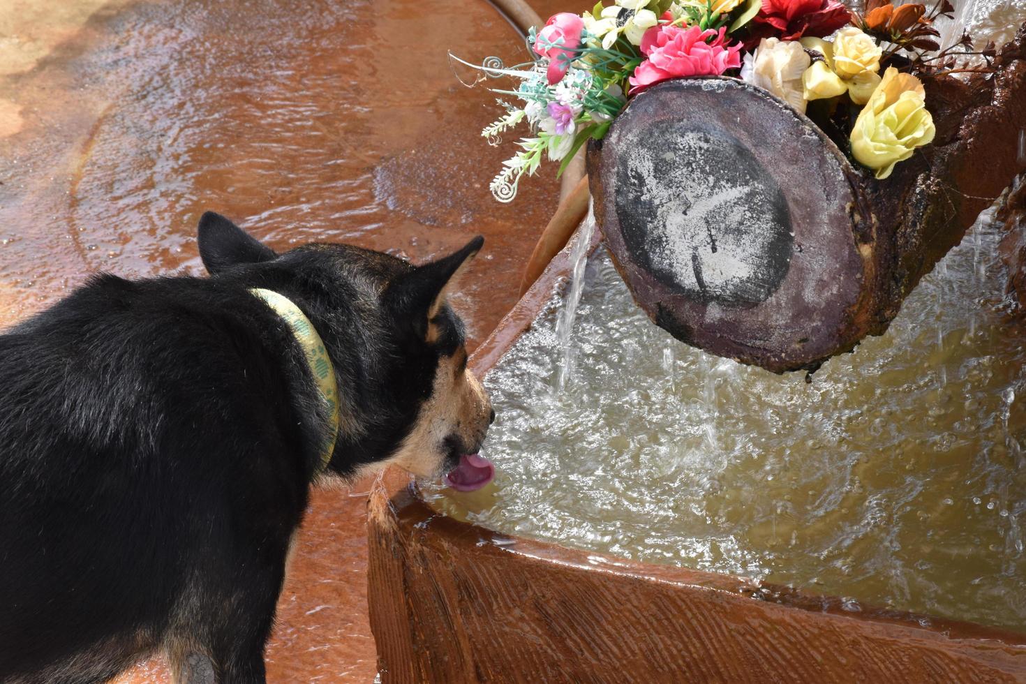 chiens errants assoiffés d'eau photo