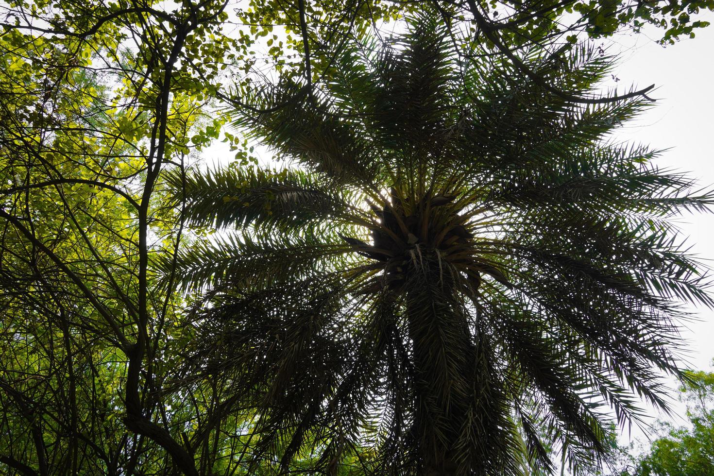 arbre vert dans le parc photo