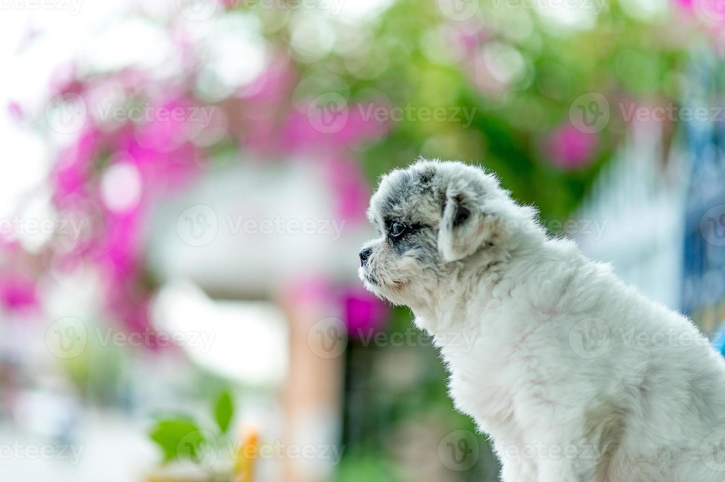 photo de chien blanc, jolie séance photo, concept de chien d'amour