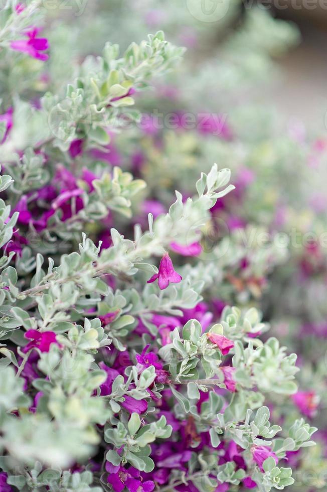 fleurs violettes d'arbres à feuilles blanches la beauté de la nature photo