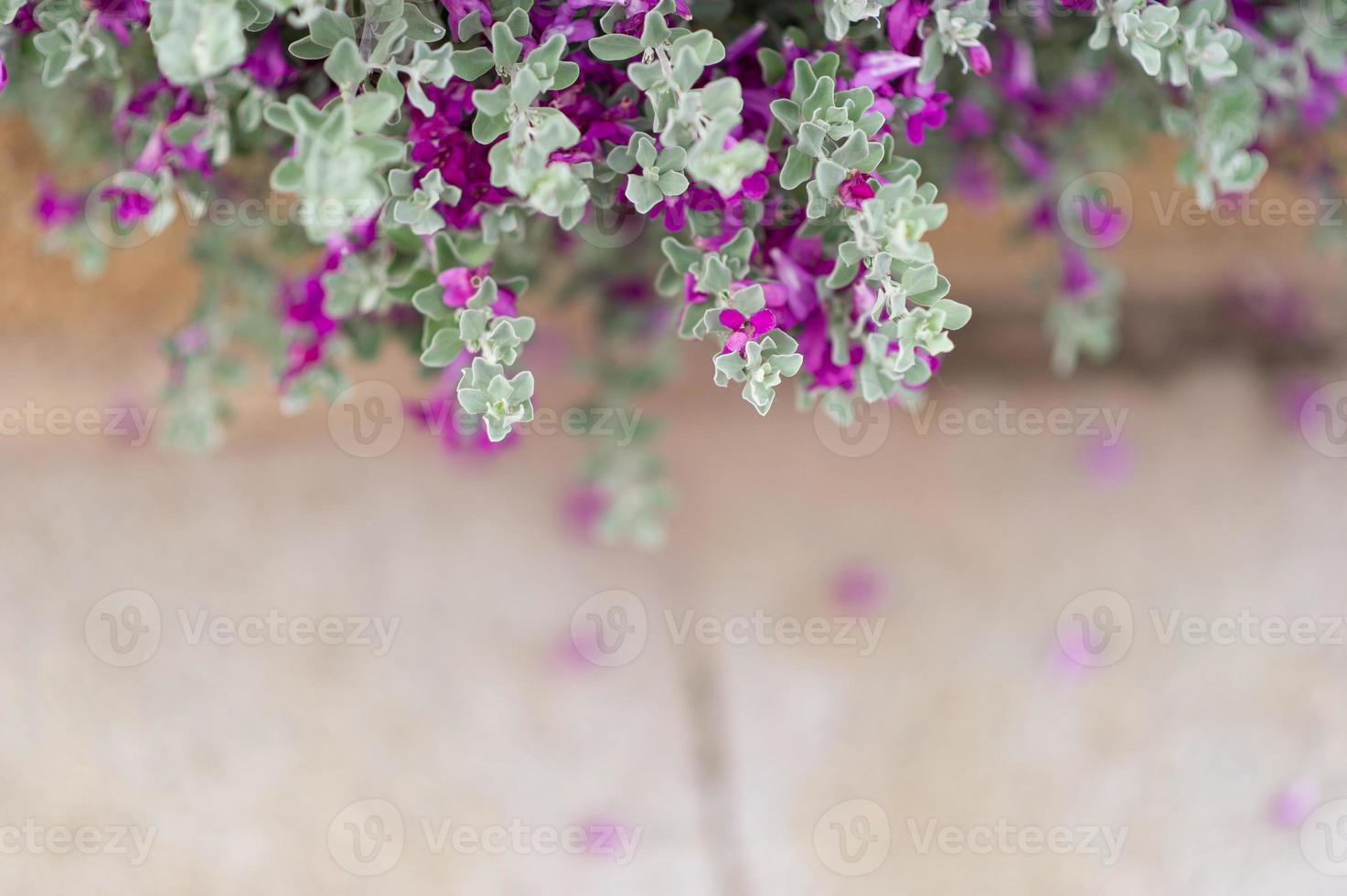 fleurs violettes d'arbres à feuilles blanches la beauté de la nature photo