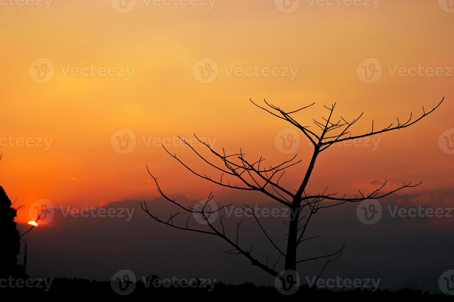 branches noires et coucher de soleil, ciel orange, concept de silhouette photo