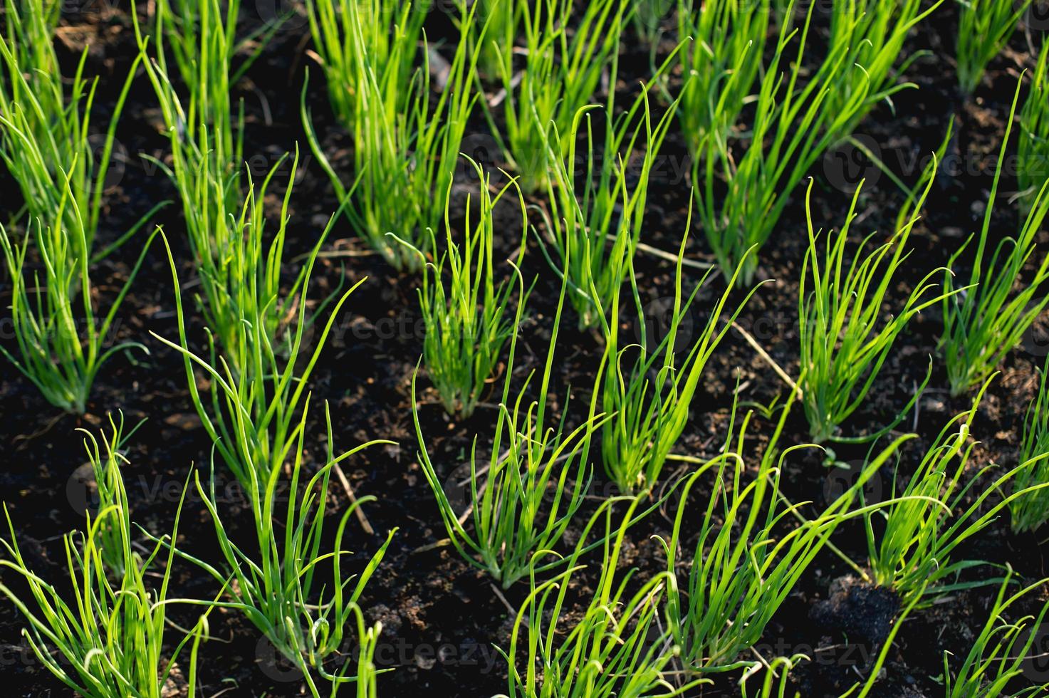 oignon du concept de légumes biologiques du jardin en pleine croissance photo