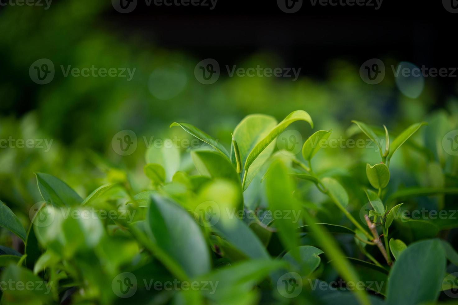les sommets des feuilles de thé vert sont riches et attrayants. photo